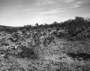 1978: Taken 20 years later from the same spot, this 1978 photo shows that the same species are dominant. All the species had increased their cover inside the plot. A new species, whitestem paperflower (Psilostrophe cooperi) had appeared in the plot. Good growing conditions in 1978, including good rains, fueled the increase in ground cover by both annuals and seedlings of perennial plants. (Photo credit: Raymond M. Turner/U.S. Geological Survey) 1978: Taken 20 years later from the same spot, this 1978 photo shows that the same species are dominant. All the species had increased their cover inside the plot. A new species, whitestem paperflower (Psilostrophe cooperi) had appeared in the plot. Good growing conditions in 1978, including good rains, fueled the increase in ground cover by both annuals and seedlings of perennial plants. (Photo credit: Ray M. Turner/U.S. Geological Survey)
